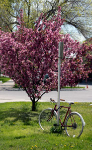 A bike parked outside on a lovely summer day 