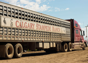 A cattle liner at the Calgary Stampede Ranch 