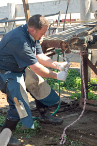 Dr. Evans removing the sole abscess 