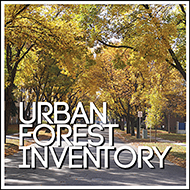 urban forest inventory
